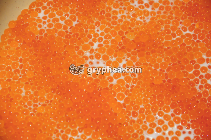 Truite - Ovules et laitance de truite fario (reproduction artificielle) - gryphea.com